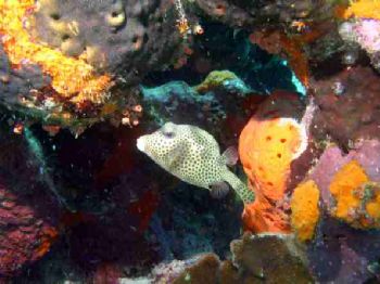 Trunk Fish. Bonaire. olympus C-4000 w/ Ikelite housing an... by Kevin Robert Panizza 